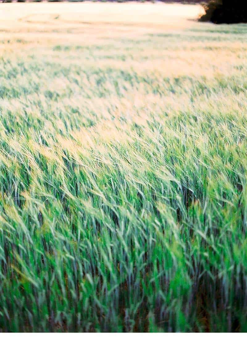 wheat-field-bridal-inspirations_0008