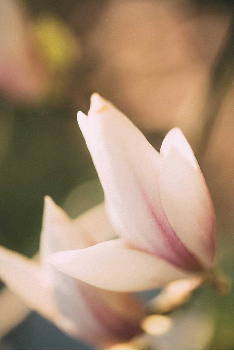magnolien-braut_0022